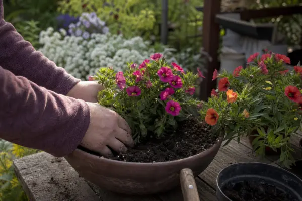 Calibrachoa (Calibrachoa hybrida) – de la plantare la întreținerea de zi cu zi