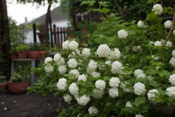 Călin (Viburnum opulus) – tot ce trebuie să știi despre plantare și îngrijire