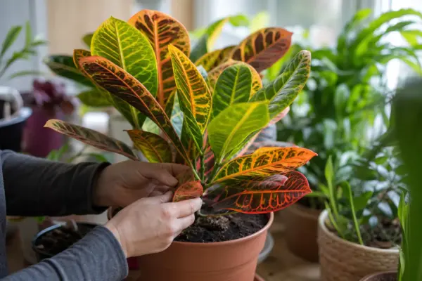 Crotonul (Codiaeum variegatum) – sfaturi utile pentru plantare și îngrijire