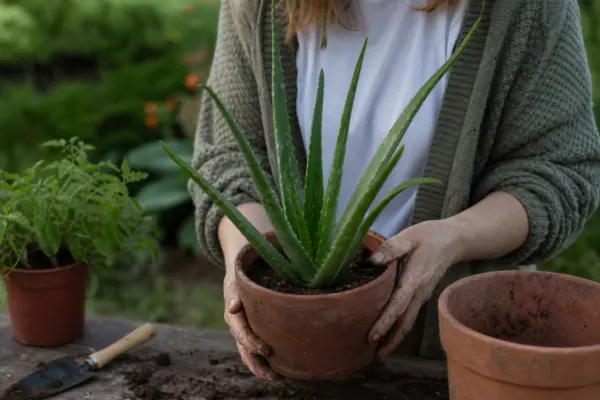 Aloe vera (Aloe vera) – sfaturi pentru plantare, creștere și întreținere