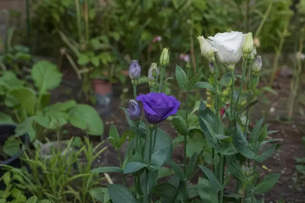 Lisianthus (Eustoma grandiflorum) – plantare, udare și întreținere