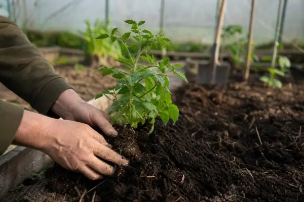 Gunoiul de grajd în solar: când se aplică și cât trebuie folosit