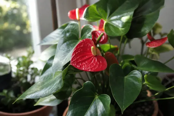 Anthurium (Anthurium andraeanum) – sfaturi de plantare și îngrijire