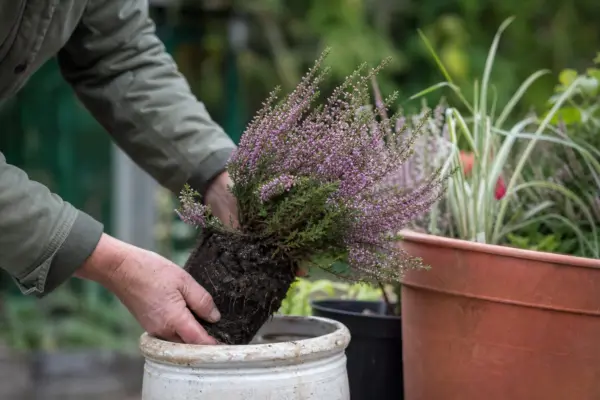 Iarbă neagră (Erica carnea) – tot ce trebuie să știi despre plantare și îngrijire