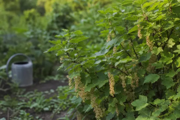 Coacăz alb (Ribes rubrum var. album) – sfaturi de plantare și îngrijire
