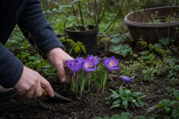 Brândușă (Crocus vernus) – ghid complet de cultivare și îngrijire