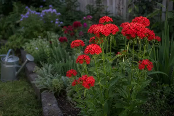 Opaiță (Lychnis chalcedonica) – ghid pas cu pas de plantare și întreținere