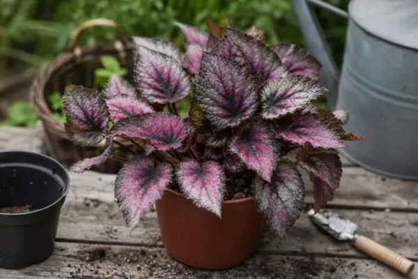 Begonia (Begonia rex) – sfaturi utile pentru plantare și îngrijire