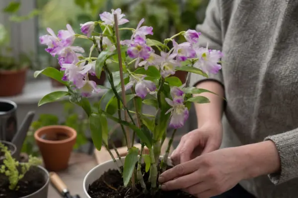Orhideea Dendrobium (Dendrobium nobile) – sfaturi pentru plantare, creștere și întreținere